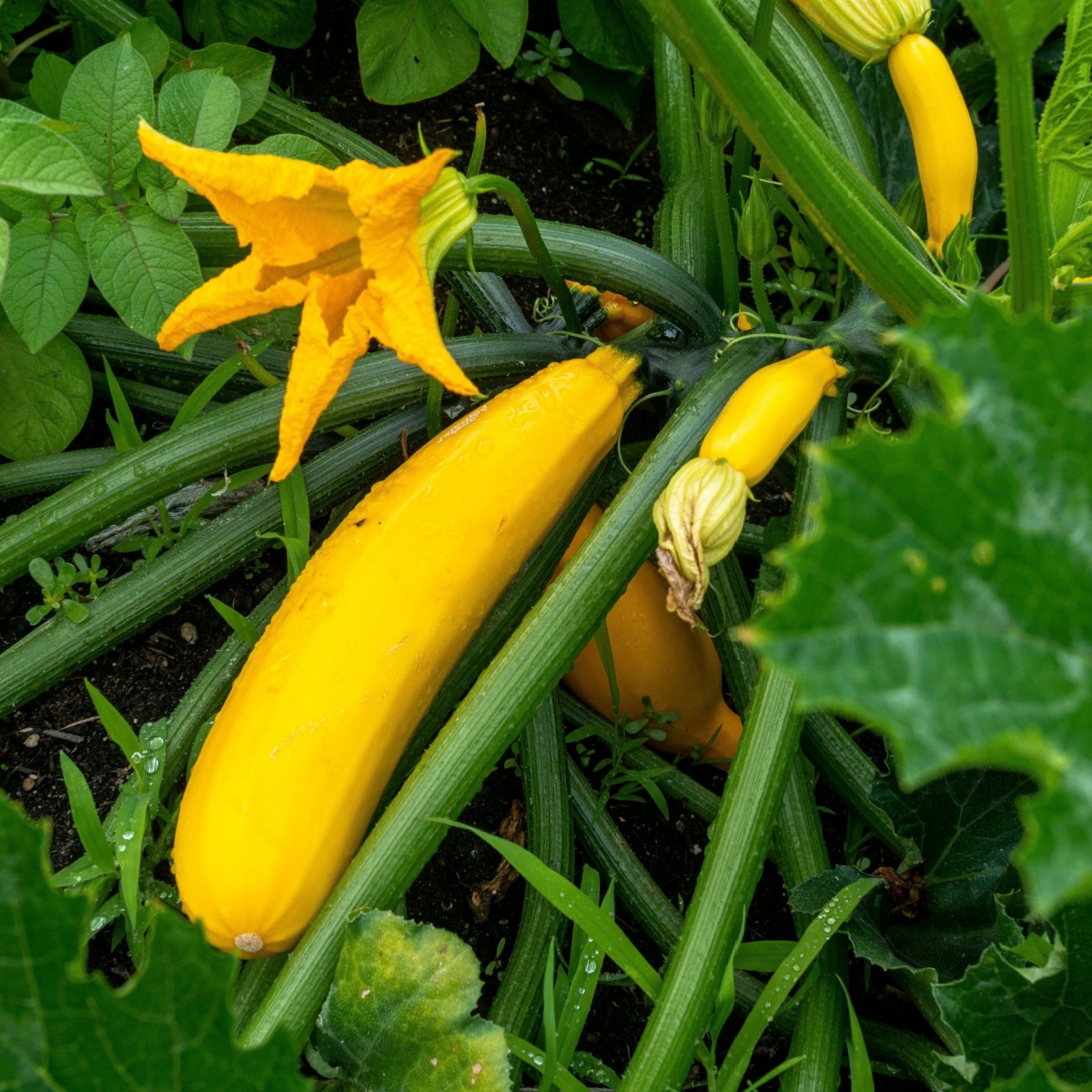 8 Best Companion Plants For Squash (And 4 To Avoid)