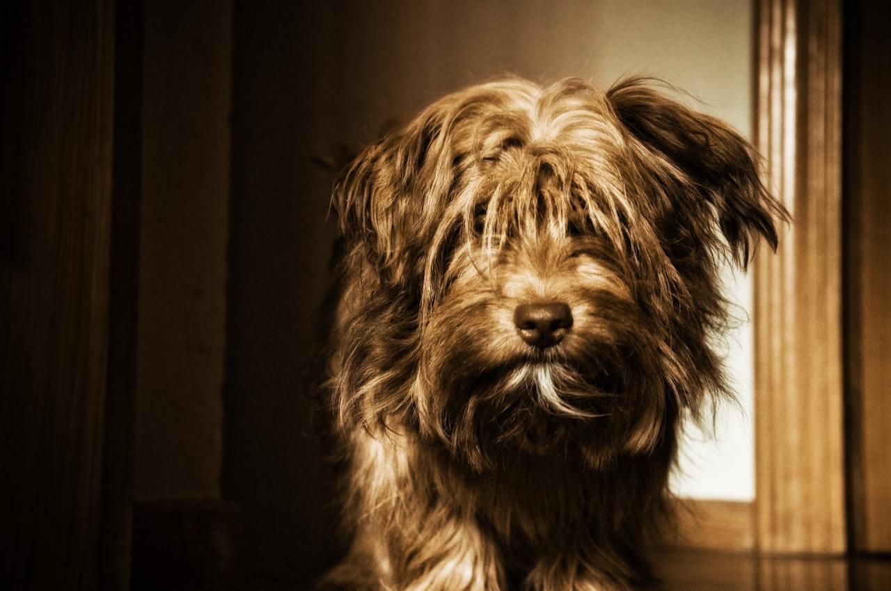 Bildet : dugg, tre, nærbilde, grov, strikking, trekonstruksjon ...