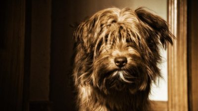 loyalty punto x Enhancing Global Communication Through Translation