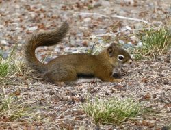 Small business billing software for efficient management