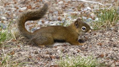 Free Images : nature, forest, animal, wildlife, mammal, eat, rodent ...