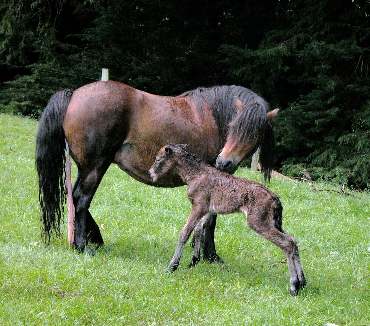 Free Images : pasture, grazing, stallion, mane, fauna, newborn ...