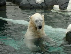 San Antonio Motorcycle Accident Attorney Seeking Justice